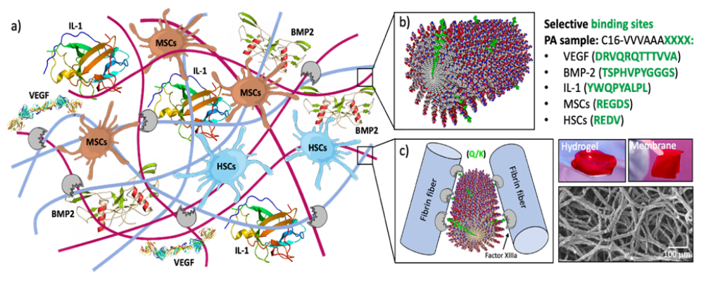 Materials_for_bone_regeneration.png