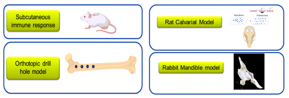 AOC_research_BOOST-in-vivo1_600x400.png