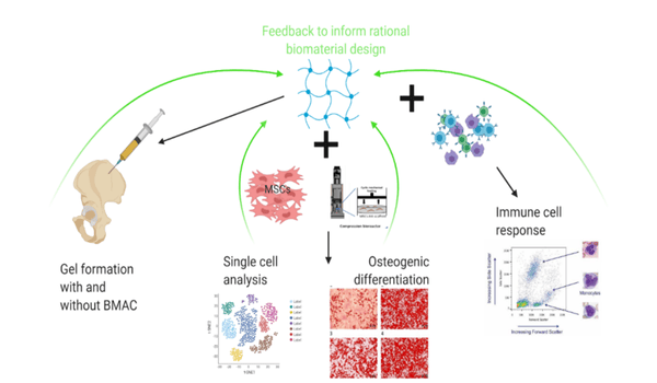 AOC_Research-BOOST-mechanism-of-action2.png